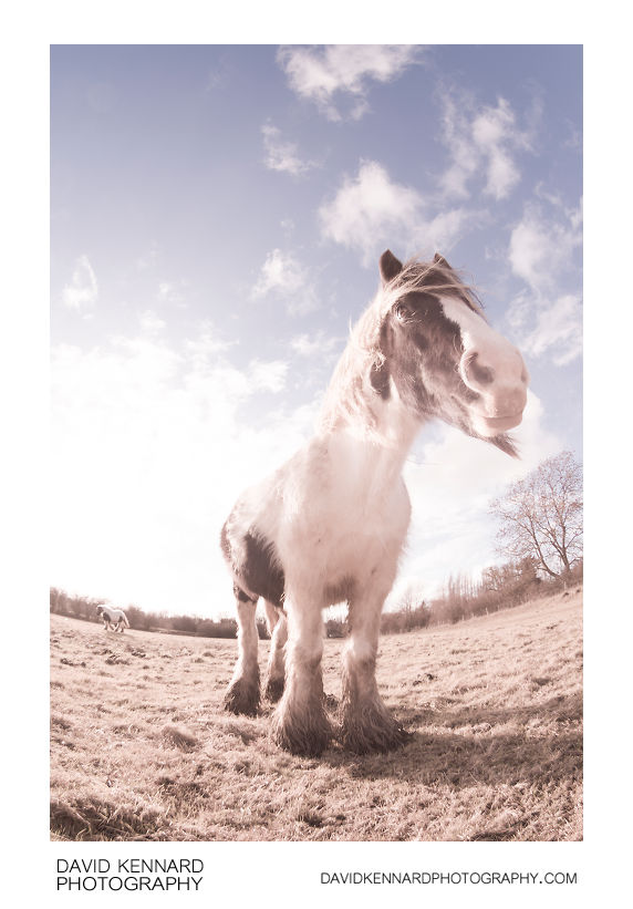 Gypsy-cob horse full spectrum fisheye photograph