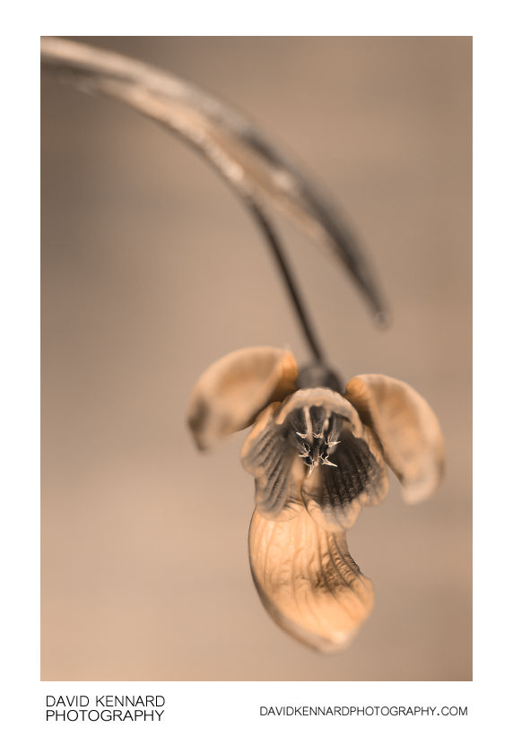 Galanthus nivalis (Common Snowdrop) flower [UV]