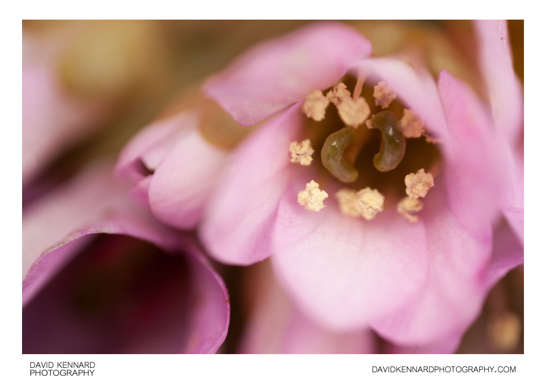 Pink Bergenia crassifolia flower close-up