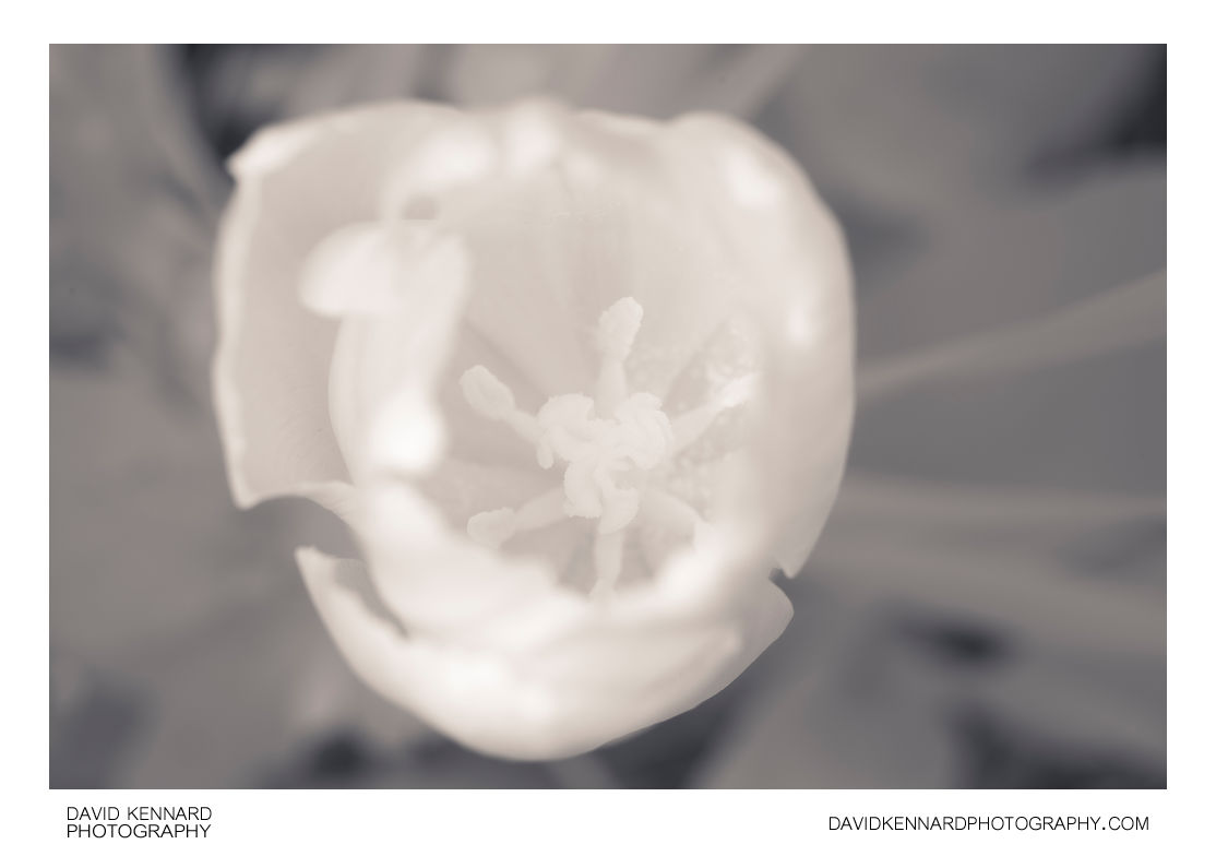 Tulip flower in infrared