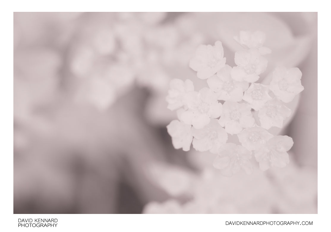White Spirea flowers [IR]