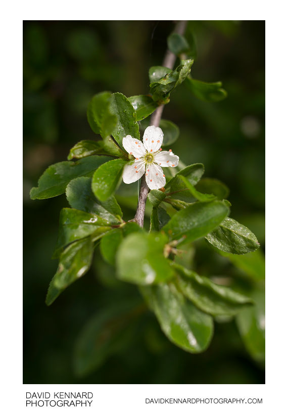 Prunus spinosa (Blackthorn) late flower