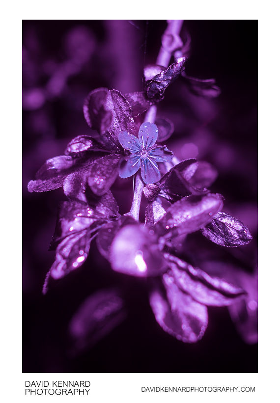 Prunus spinosa (Blackthorn) late flower [UV]