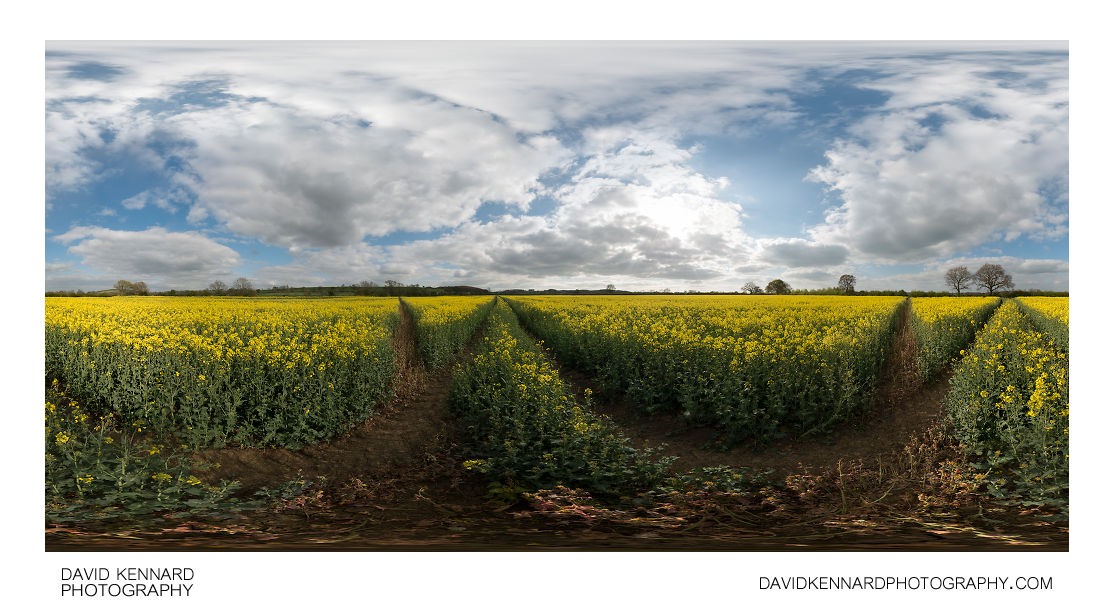 Oilseed Rape field in flower, Marston Trussell