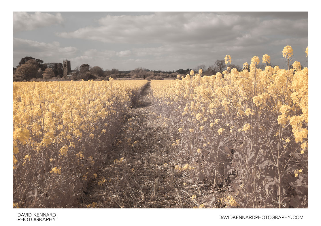 Rape field in flower, Marston Trussell [Vis + IR]