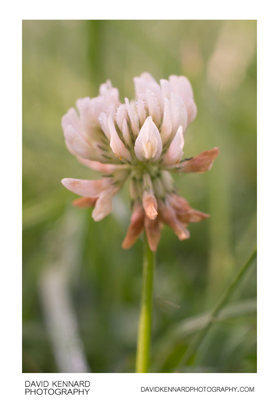 Trifolium repens (White Clover) flower head (I) · David Kennard Photography