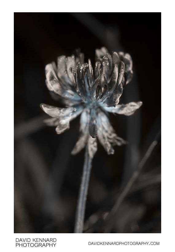 Trifolium repens (White Clover) flower head