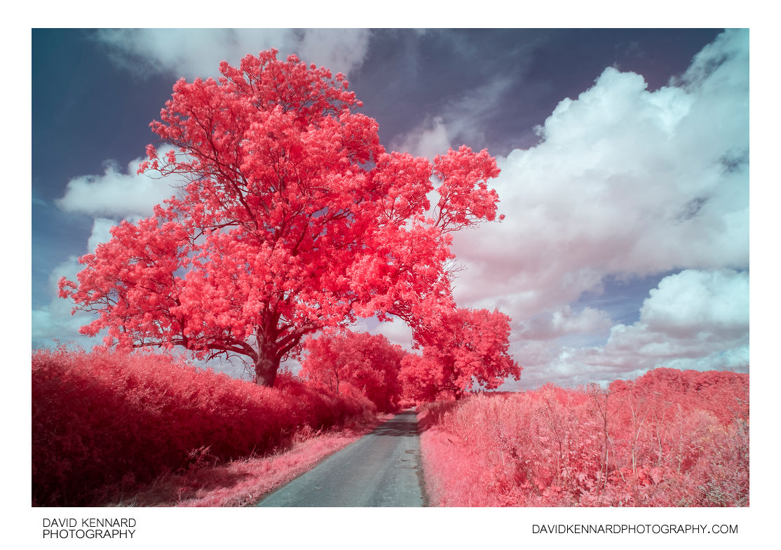 [EIR / Aerochrome] Tree, Hedges, Road, and Sky