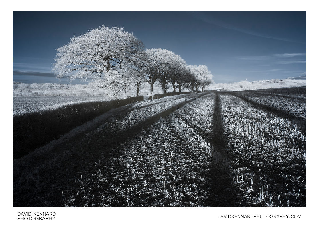 Trees and long shadows in infrared