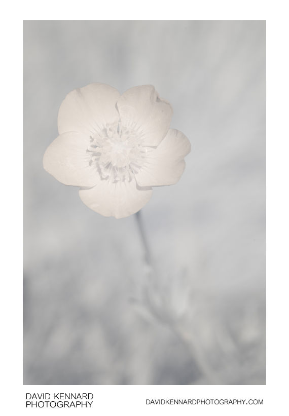 Ranunculus bulbosus (Bulbous buttercup) flower [IR]