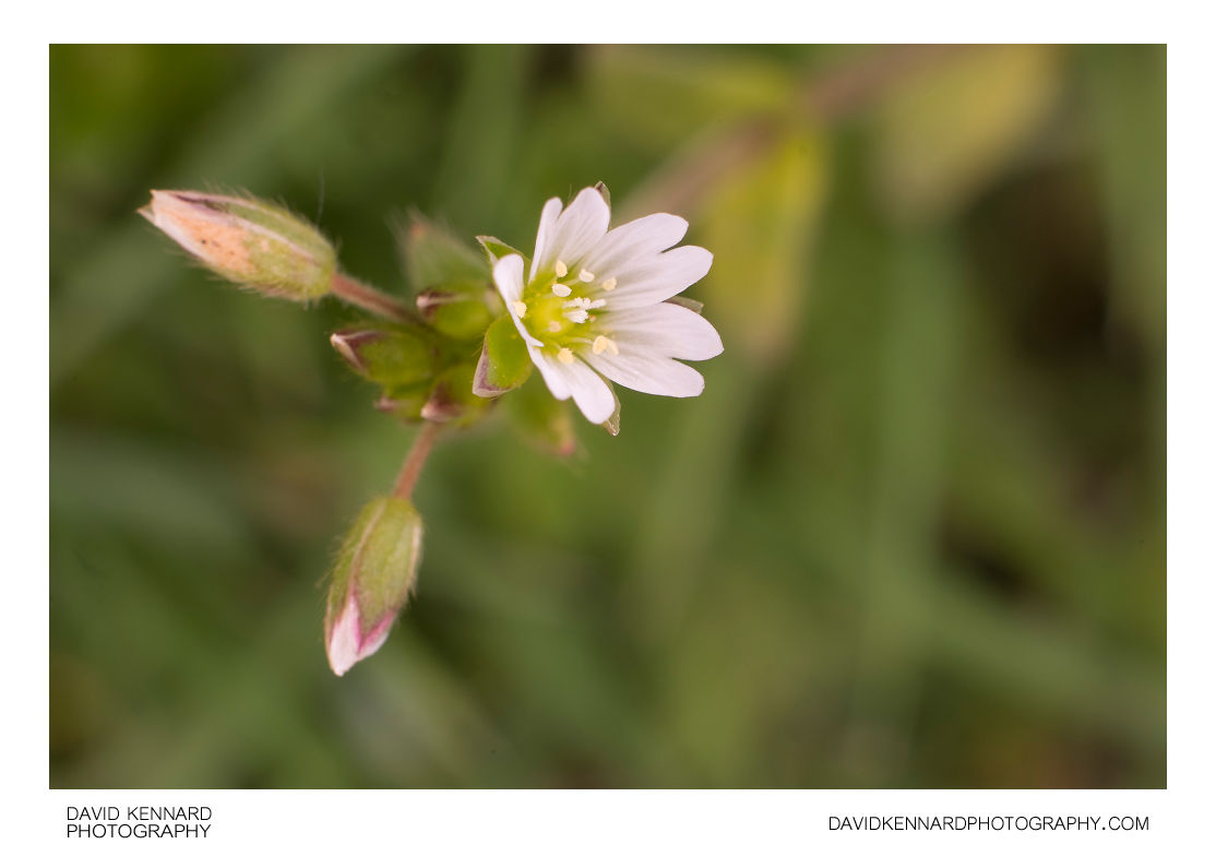 Cerastium fontanum (Common mouse-ear chickweed) flower