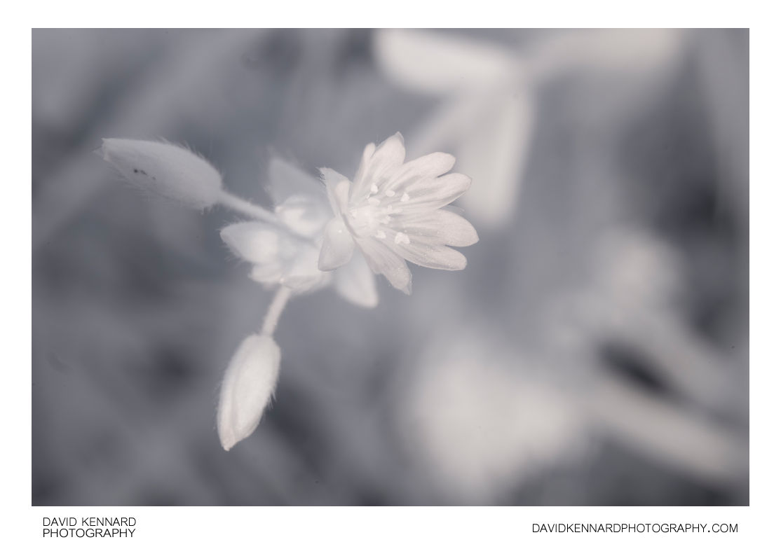 Cerastium fontanum (Common mouse-ear chickweed) flower [IR]