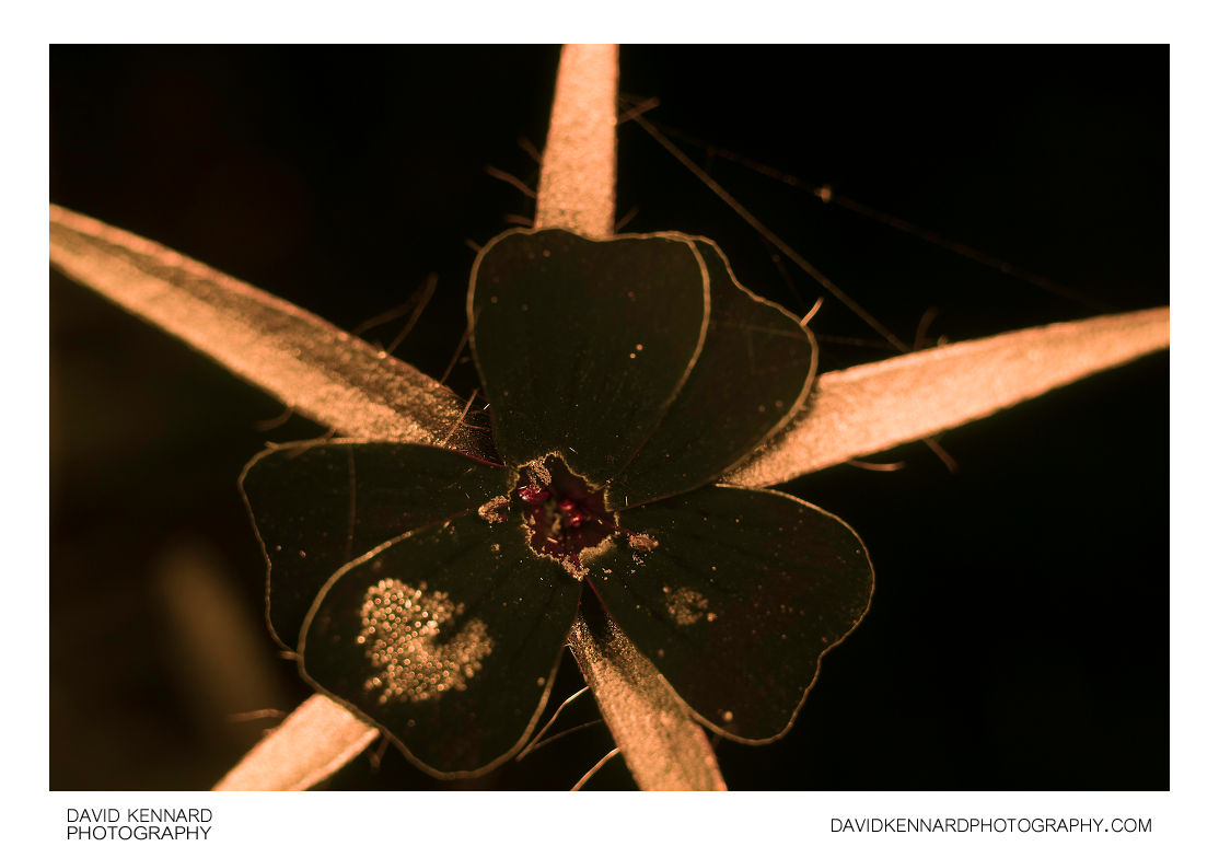 Agrostemma githago (Common corn-cockle) flower [UV]
