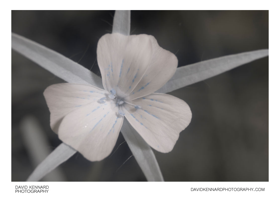 Agrostemma githago (Common corn-cockle) flower [IR]