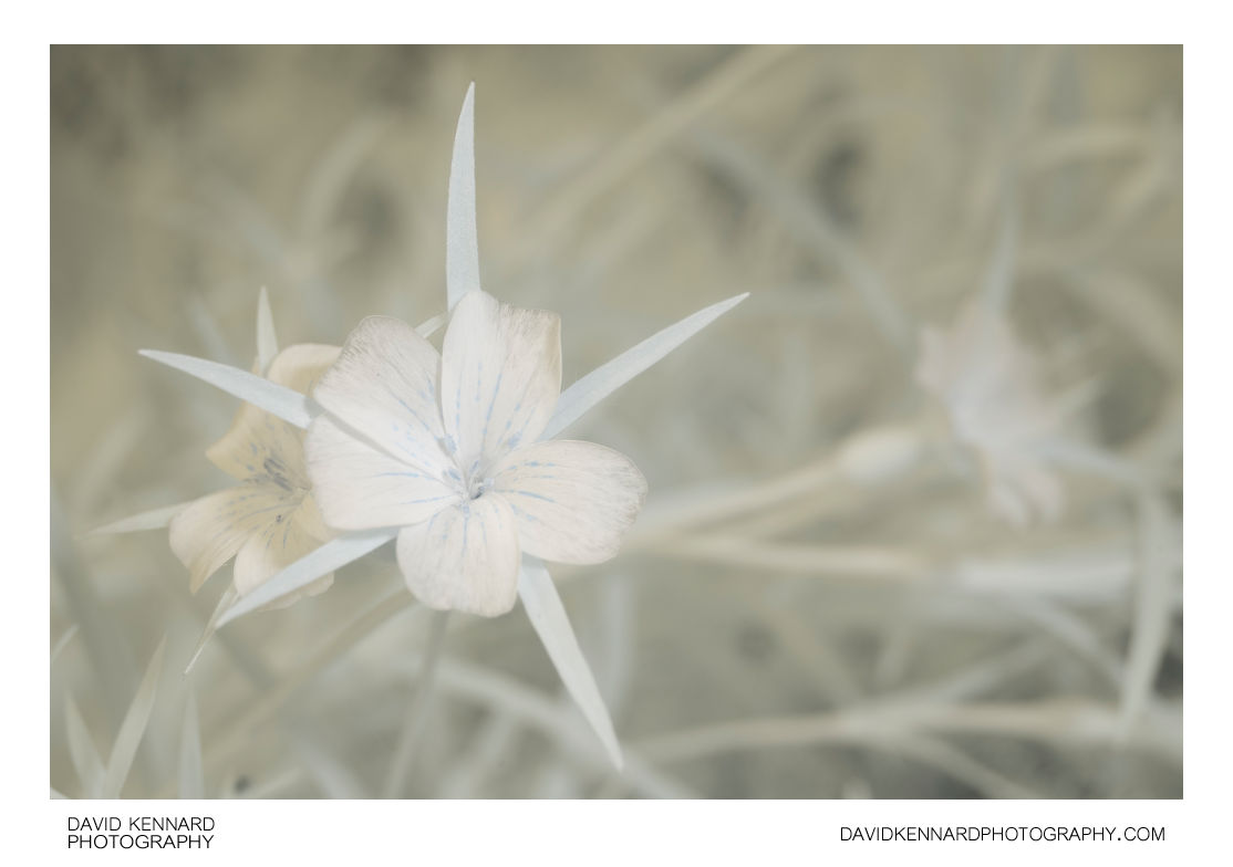 Agrostemma githago (Common corn-cockle) flowers [IR]