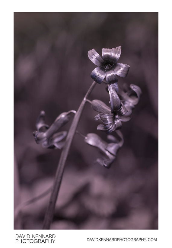 Hyacinthus orientalis flowers [UV]