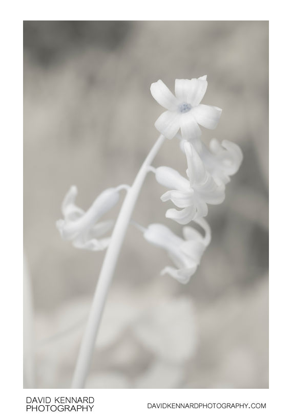 Hyacinthus orientalis flowers [IR]