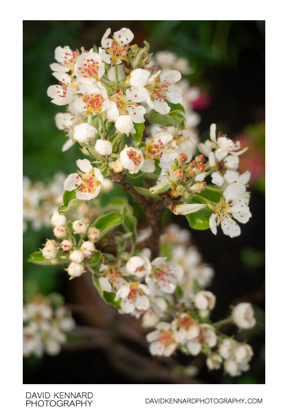 Pyrus communis 'Conference' blossom