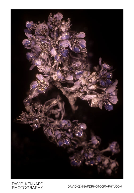 Pyrus communis 'Conference' blossom [UV]