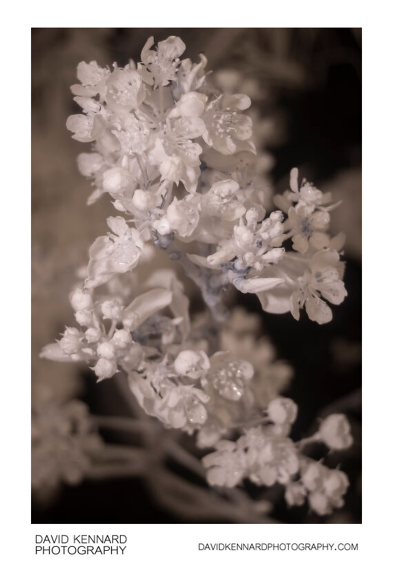 Pyrus communis 'Conference' blossom [IR]