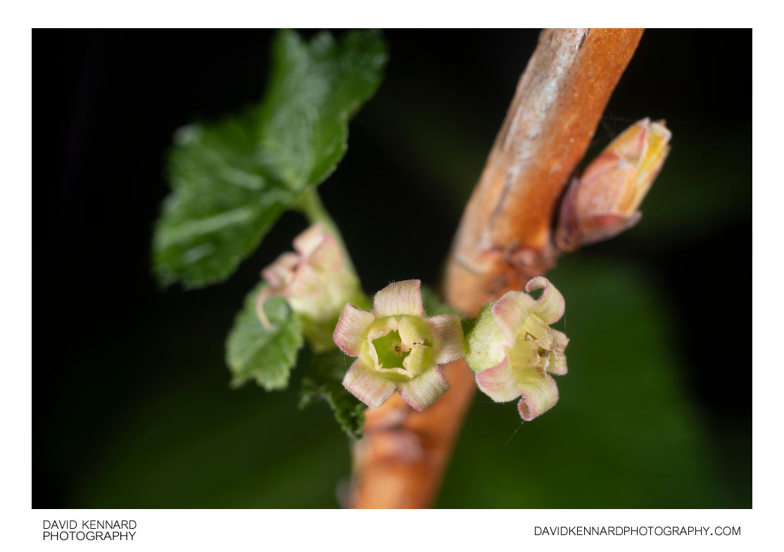 Ribes nigrum 'Ben Nevis' flowers