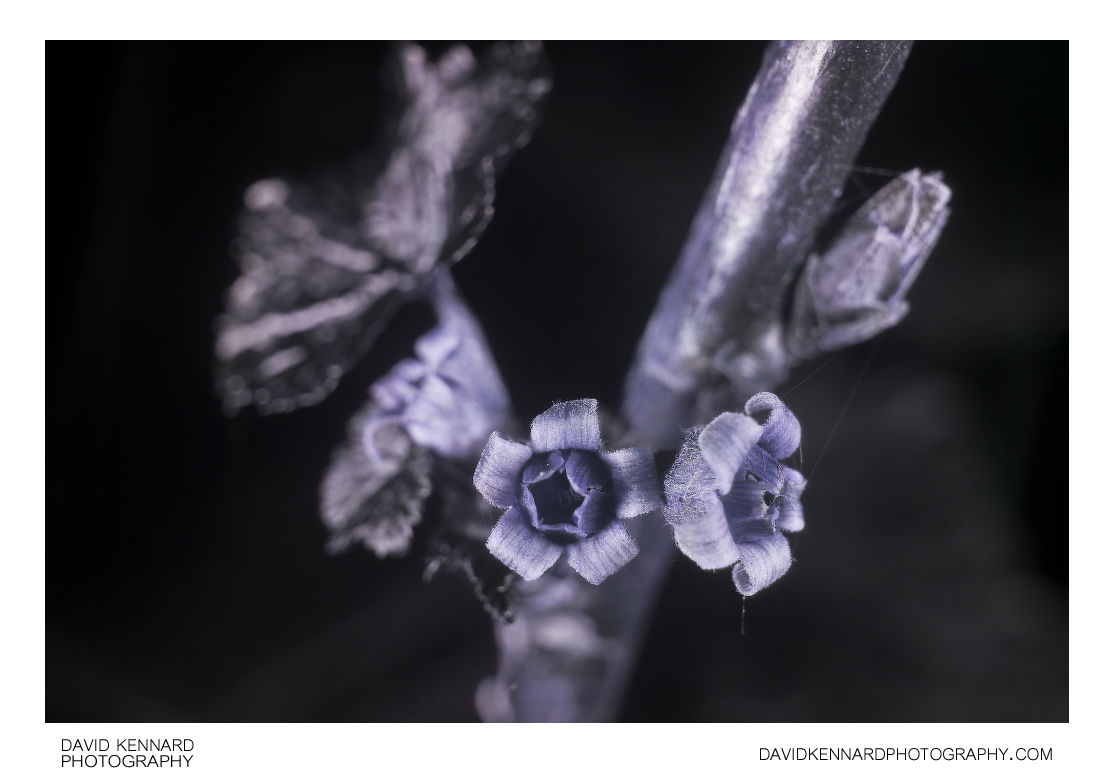 Ribes nigrum 'Ben Nevis' flowers [UV]