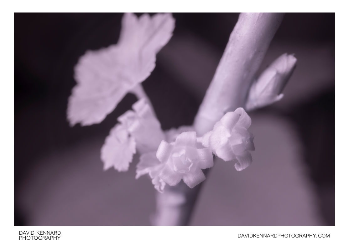 Ribes nigrum 'Ben Nevis' flowers [IR]