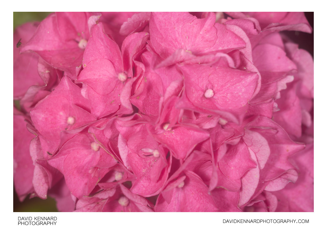 Pink Hydrangea flowers