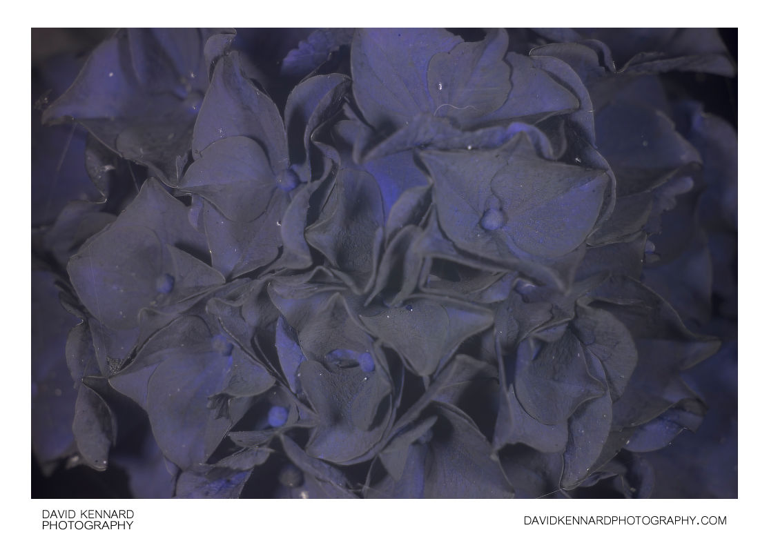 Hydrangea flowers [UV]