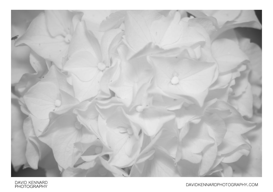 Hydrangea flowers [IR]