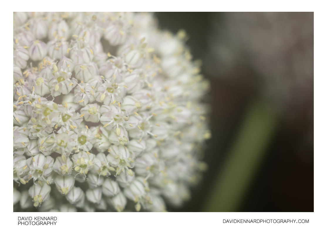 Cultivated Leek flower