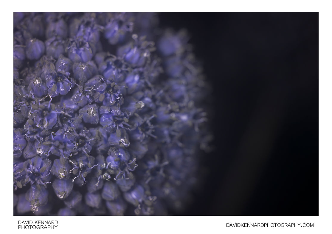 Cultivated Leek flower [UV]