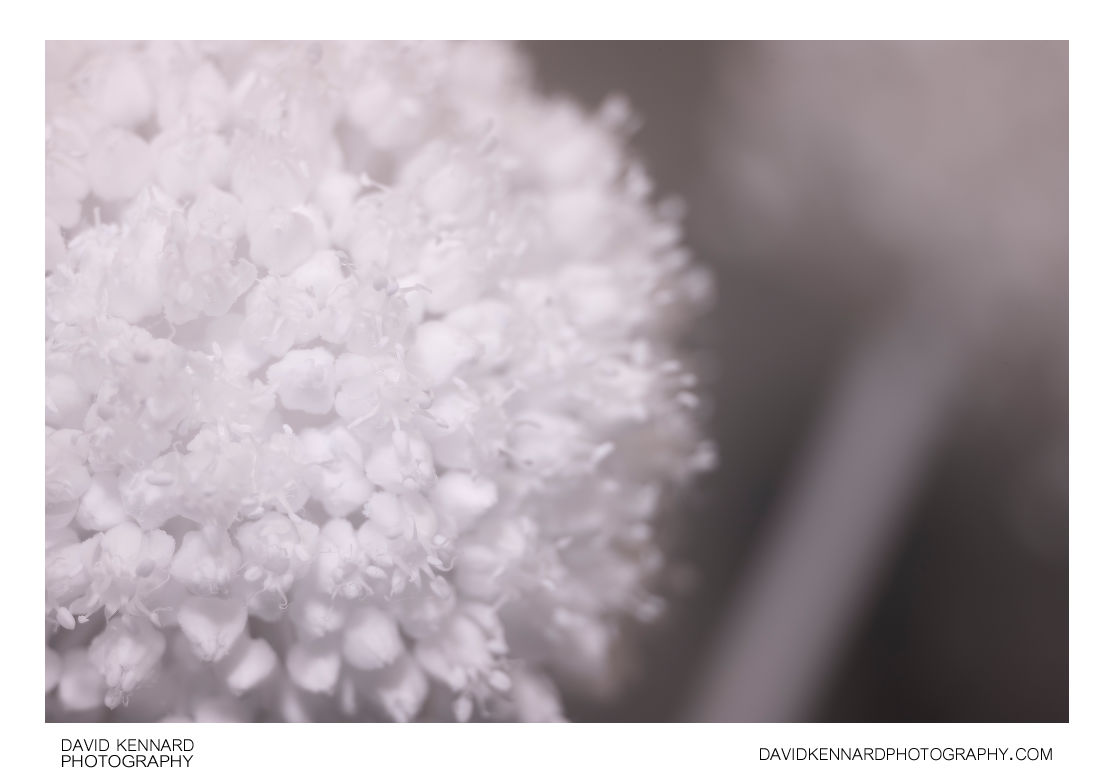Cultivated Leek flower [IR]