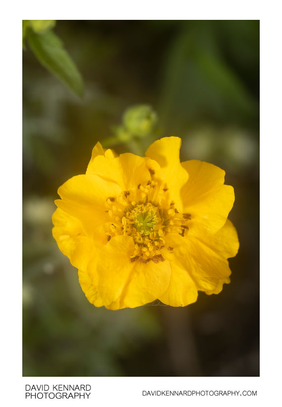 Geum quellyon cultivar flower