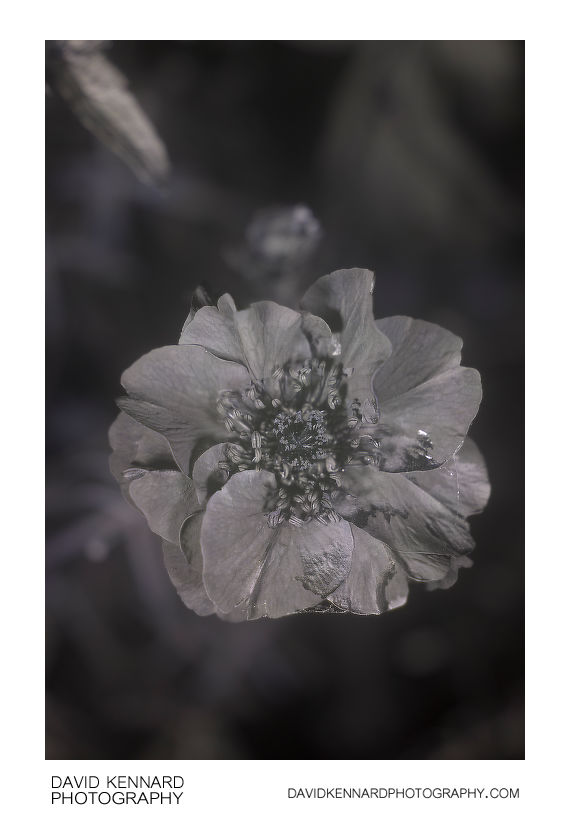 Geum quellyon cultivar flower [UV]