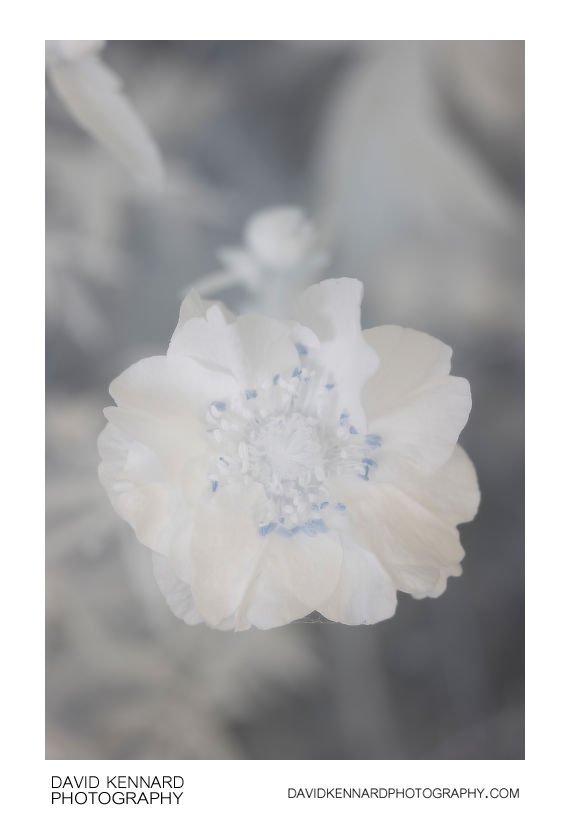 Geum quellyon cultivar flower [IR]