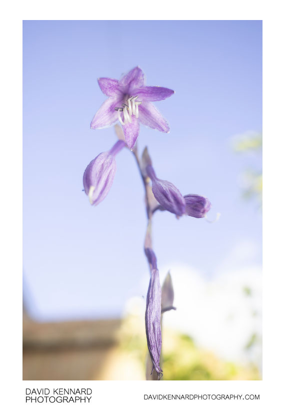 Hosta flower