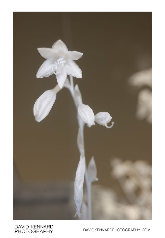 Hosta flower [IR]