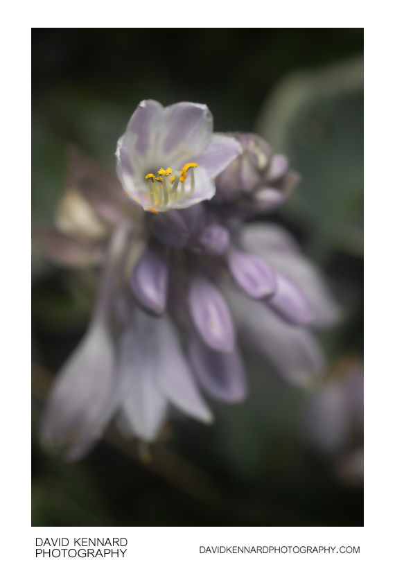 Hosta flower