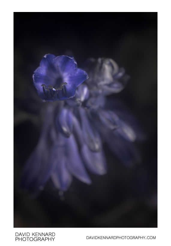 Hosta flower [UV]