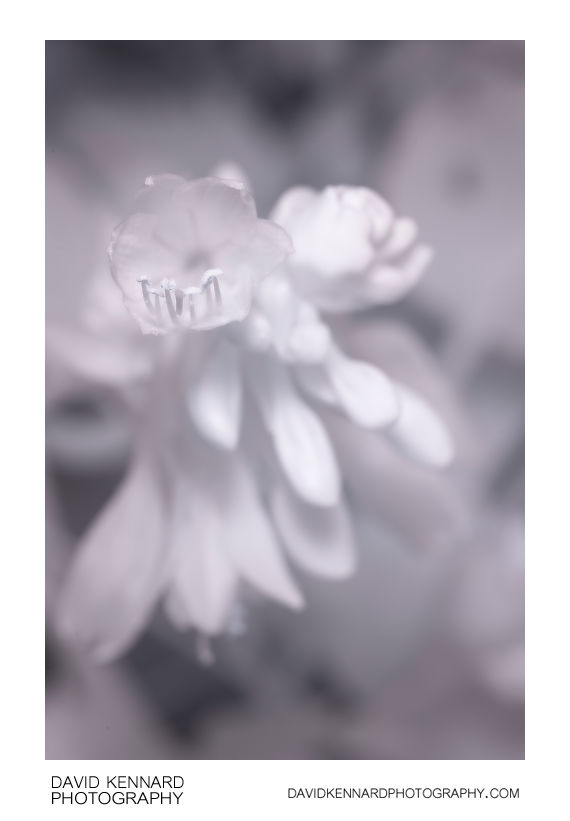 Hosta flower [IR]