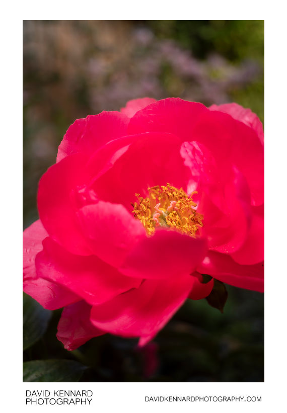 Pink Peony flower