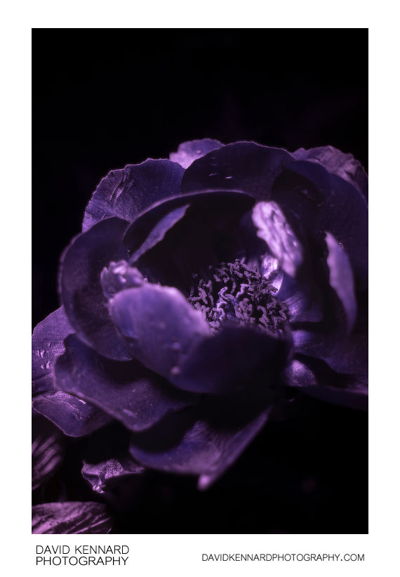 Pink Peony flower [UV]
