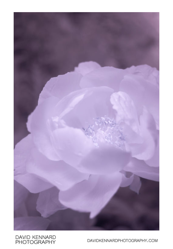 Pink Peony flower [IR]