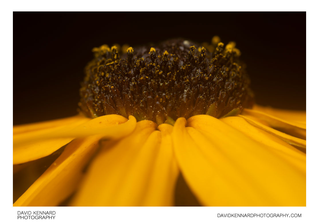 Rudbeckia fulgida florets
