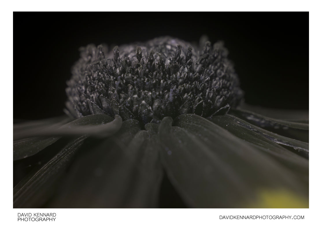 Rudbeckia fulgida florets [UV]