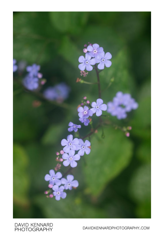 Brunnera macrophylla 'Jack Frost' flowers