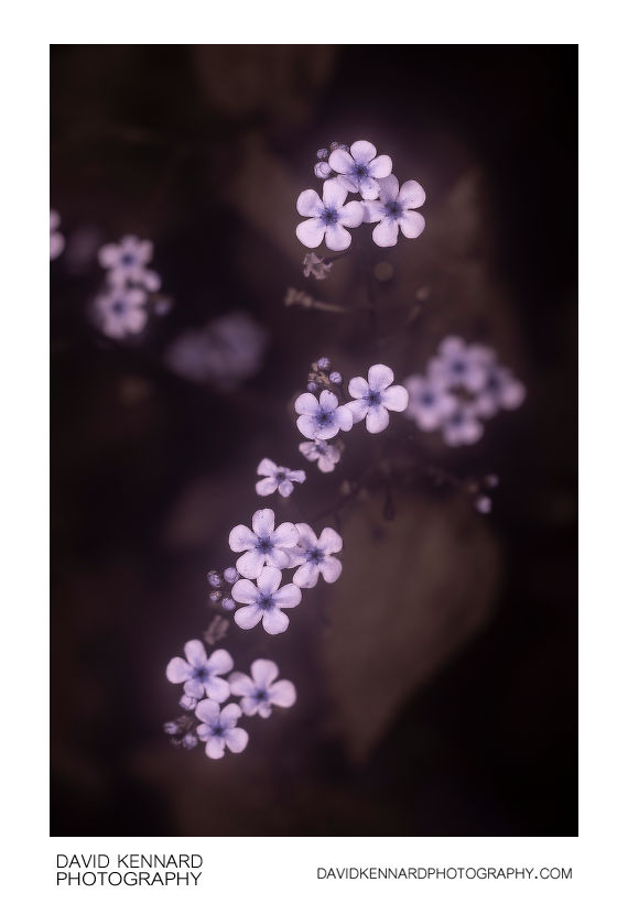 Brunnera macrophylla 'Jack Frost' flowers [UV]