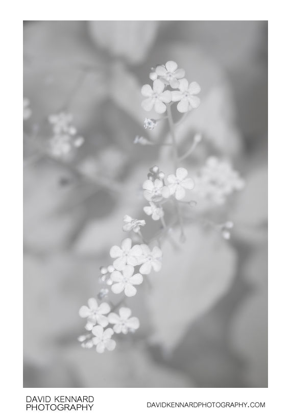 Brunnera macrophylla 'Jack Frost' flowers [IR]