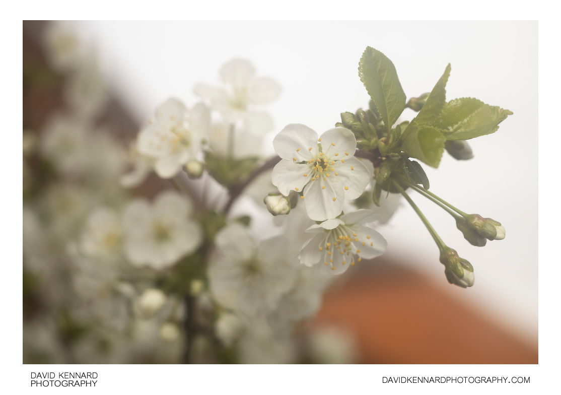 Morello Cherry (Prunus cerasus 'Morello') blossom